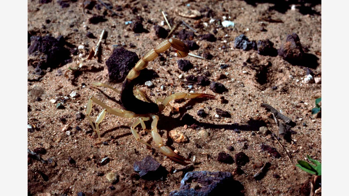 연구 대상 독 Cn2를 가진 전갈과 같은 Centruroides 속의 애리조나 바크 스콜피온(File photo) · Photo: Stolz Gary M, U.S. Fish and Wildlife Service / Wikimedia Commons (Public domain)